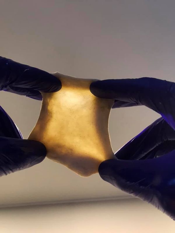 L'impasto steso fra le mani, sottile fino a lasciar passare la luce